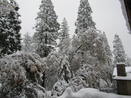snow in trees